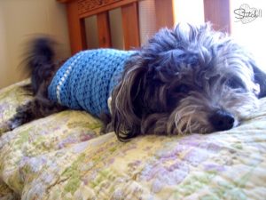 Size Small Dog Sweater Crochet Pattern